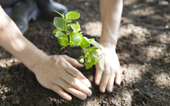 A seedling is planted in the dark forest floor with bare hands